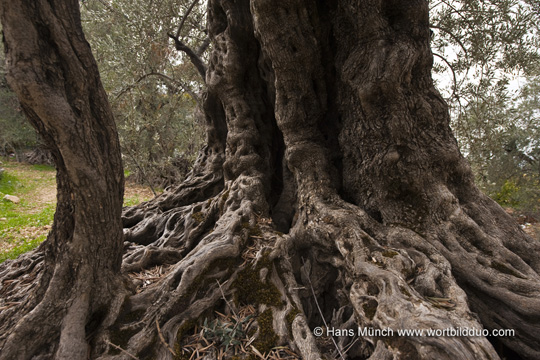 Jahrtausende alter Olivenbaum