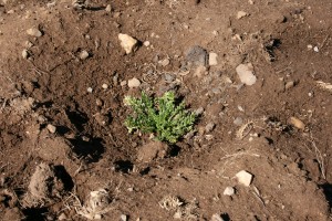 Viagra als dünger Viagra als dünger